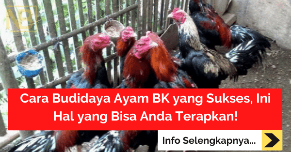 Cara Budidaya Ayam BK yang Sukses, Ini Hal yang Bisa Anda Terapkan