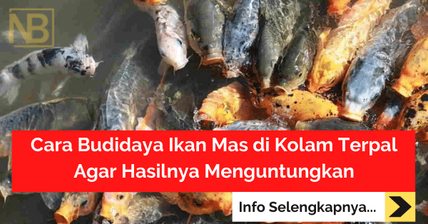 Cara Budidaya Ikan Mas di Kolam Terpal (1)