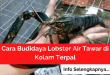 Cara Budidaya Lobster Air Tawar di Kolam Terpal