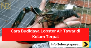 Cara Budidaya Lobster Air Tawar di Kolam Terpal