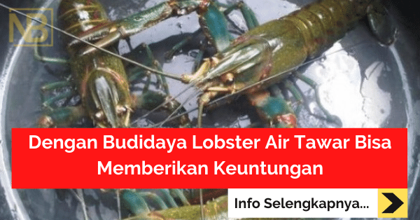 Dengan Budidaya Lobster Air Tawar Bisa Memberikan Keuntungan